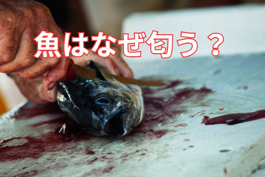 生魚はなぜ匂う？刺身では臭いはないのに、鮮魚で匂う理由説明。釣太郎