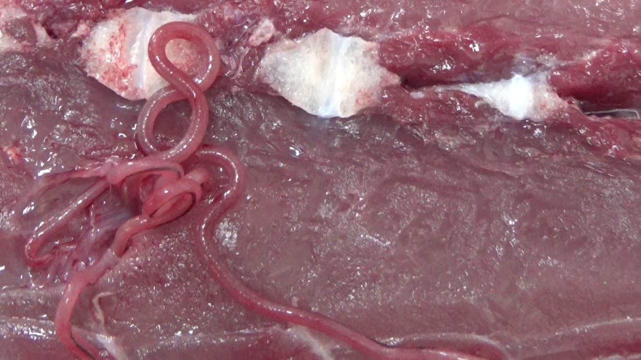 天然魚に寄生虫はつきものだが、栄養が吸い取られ不味くなる？釣太郎