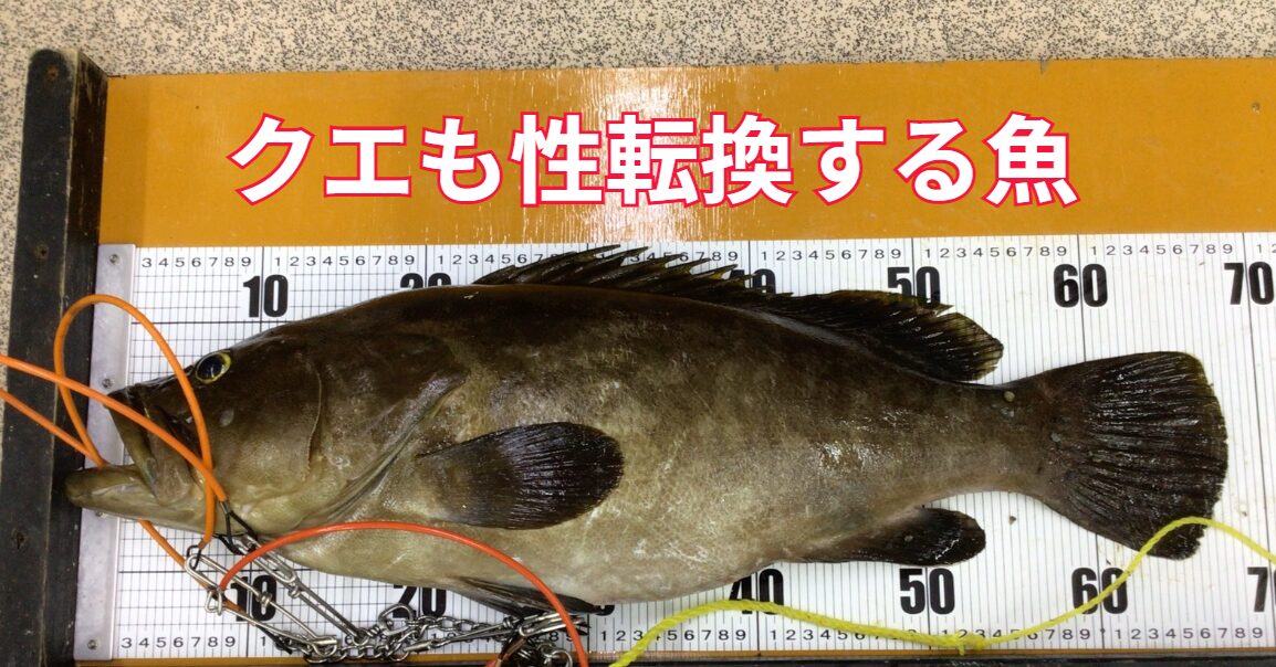 クエも性転換する魚。釣太郎