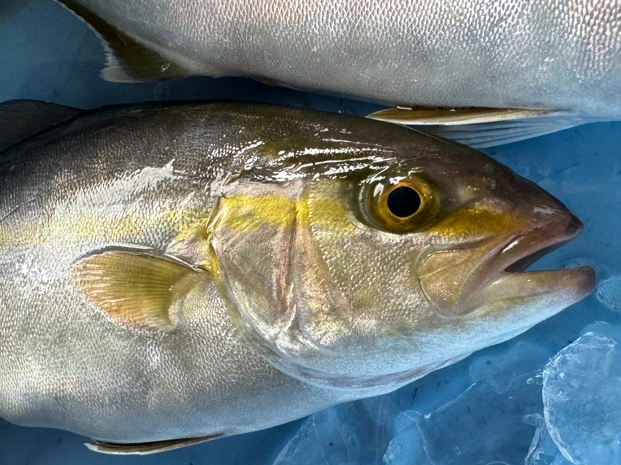 カンパチとヒレナガカンパチの違い説明。青物魚釣り入門。釣太郎