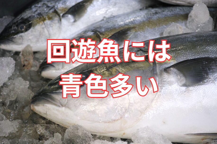 回遊魚に青色が多い理由。釣太郎