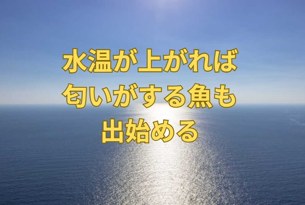 水温が上がれば、匂いがきつくなる魚も出始めるが、この理由説明。釣太郎