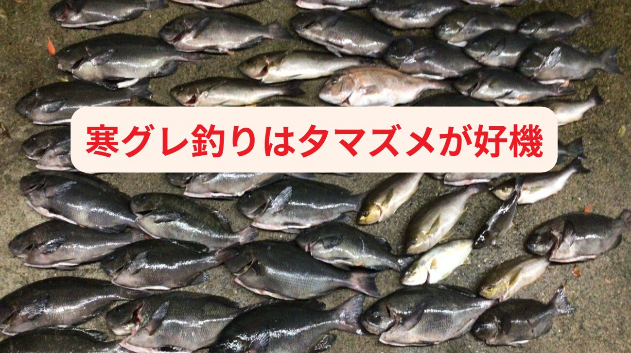 寒グレが朝マズメより日中、夕まずめに釣れる理由をフカセ釣り初心者へご説明します。釣太郎