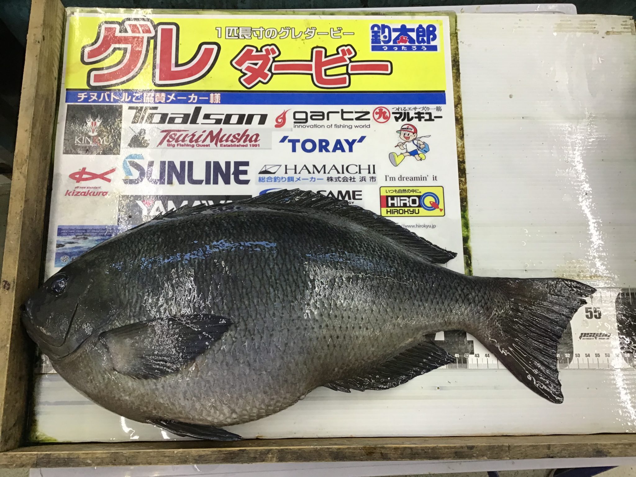 グレ（メジナ）は水温が低くなった方が、大型が釣れる？フカセ釣り初心者へご説明。釣太郎