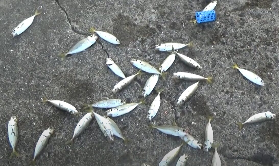 和歌山南紀地方の3月末に釣れる豆アジは、主に1月末から2月頃に孵化したものである可能性が高い。釣太郎