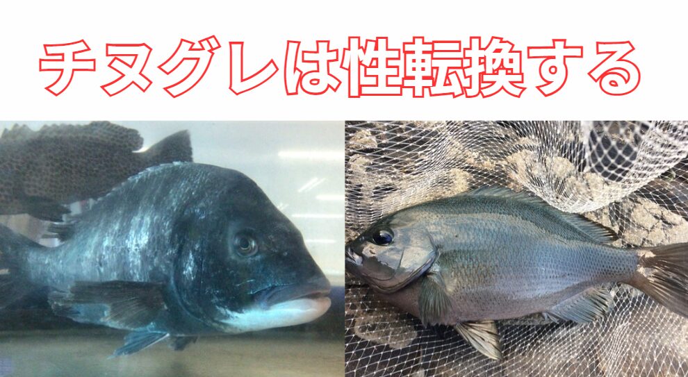 チヌ（クロダイ）やグレ（メジナ）は成長するとオスに性転換する魚。釣太郎