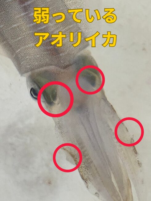 アオリイカは弱ってくると、目の近くに気泡が出来たり、触腕やエンペラが擦れ始める。こうなると長生きしません。この生物の飼育は難しいので、水族館も手を出さないところが圧倒的に多い。釣太郎