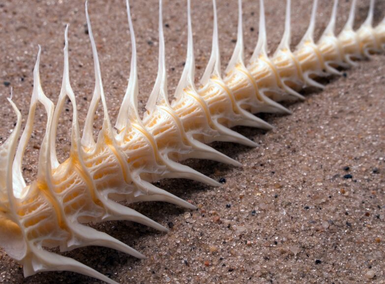 マグロのような大きな魚の骨を乾燥させ砕く、それを食べればカルシウム満点？釣太郎