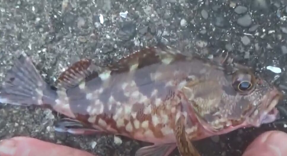 ガシラは穴の中にいることが多い根魚。あの中には1匹だけ？釣られると、次入ってくるまで、どれくらい時間がかかる？釣太郎