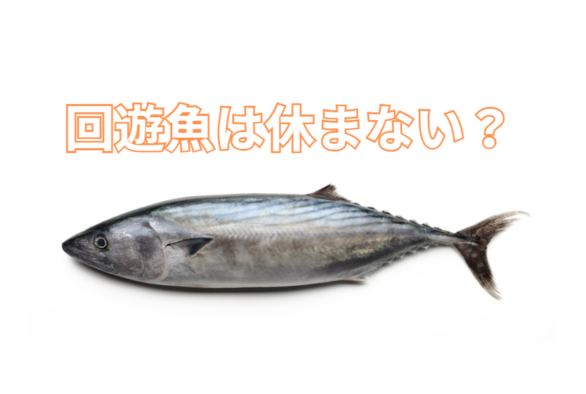 ブリやカツオのような回遊魚は、「泳ぎっぱなし」に見えますが、脳や体を休める方法を持っています。釣太郎