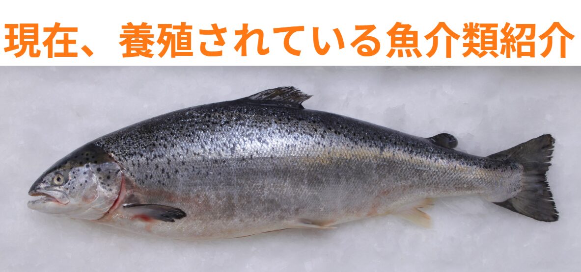 世界中で養殖されている海水生物のご紹介。釣太郎