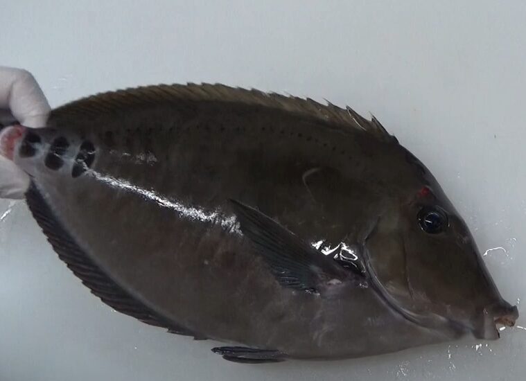 ニザダイ（サンノジ、クロハゲ）の特徴紹介。釣太郎