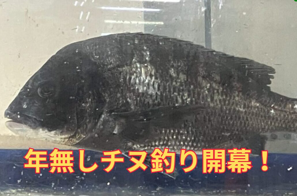 年なしチヌを狙うなら、イカダ、沖磯、地磯、堤防、どこが有利か。釣太郎