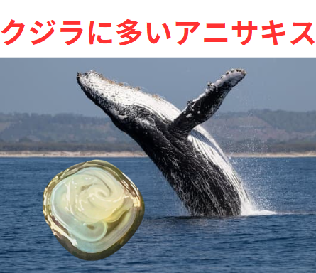アニサキスの成虫は、イルカやクジラなどの海洋哺乳類の胃や腸内に寄生していることが多い。釣太郎