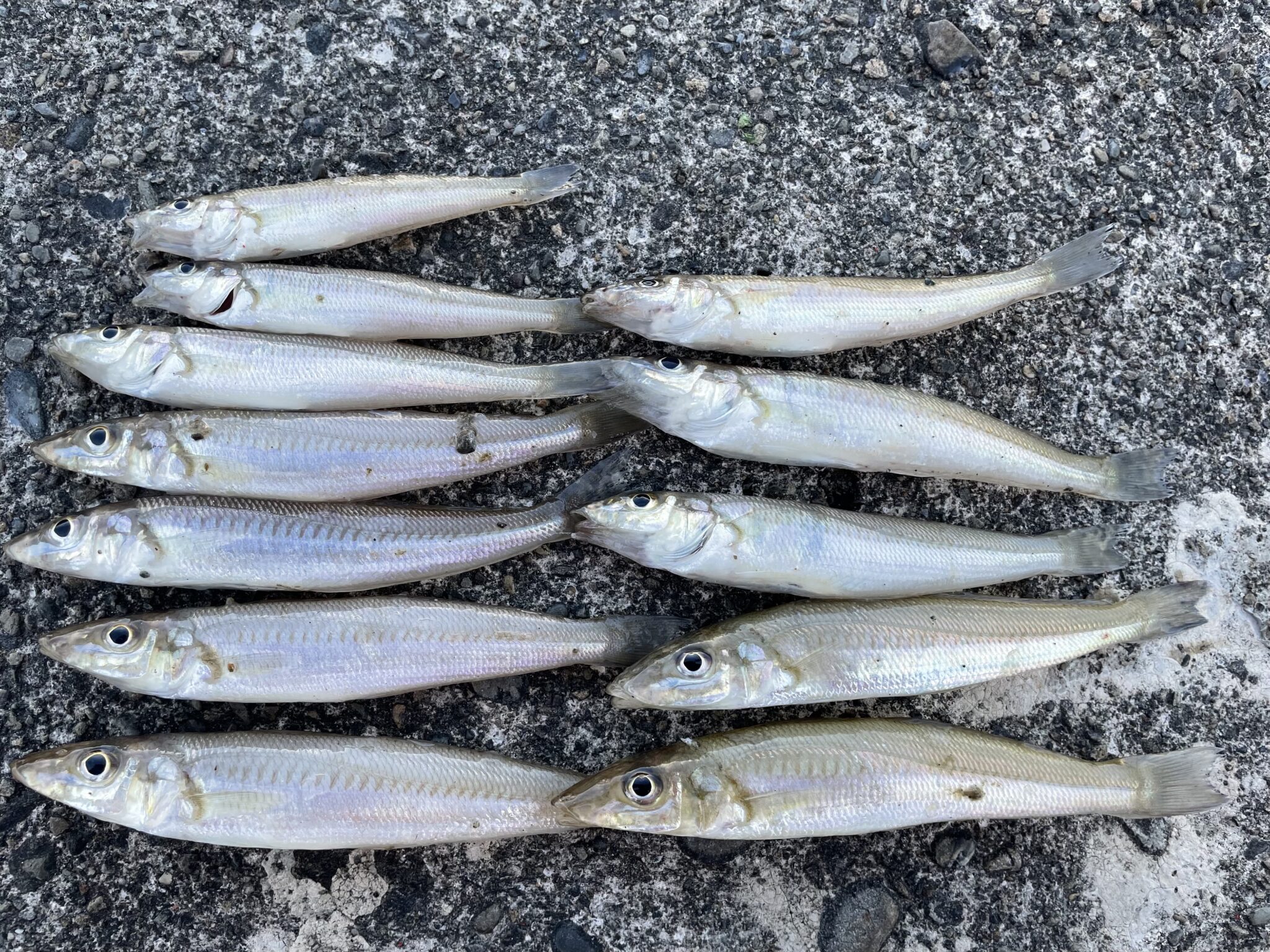 キス（シロギス）の特徴説明。【投げ釣り入門】釣太郎