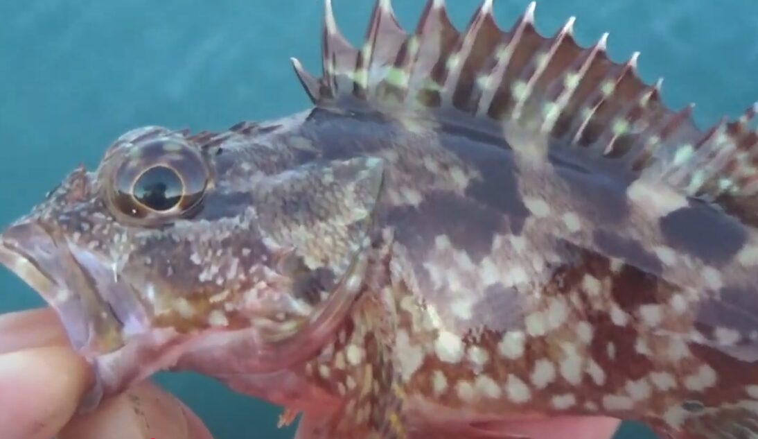 ガシラ（カサゴ）を釣った際の注意事項。指を切らないようにご注意ください。釣太郎