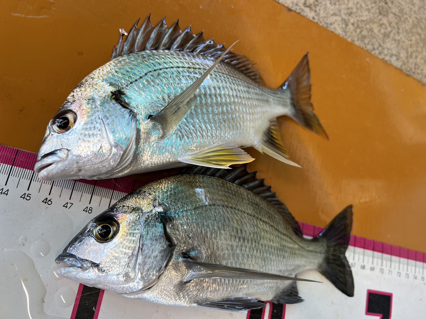 チヌ（黒鯛）とキビレチヌの見分け方、違いを堤防釣り初心者へ、わかりやすくご説明します。釣太郎