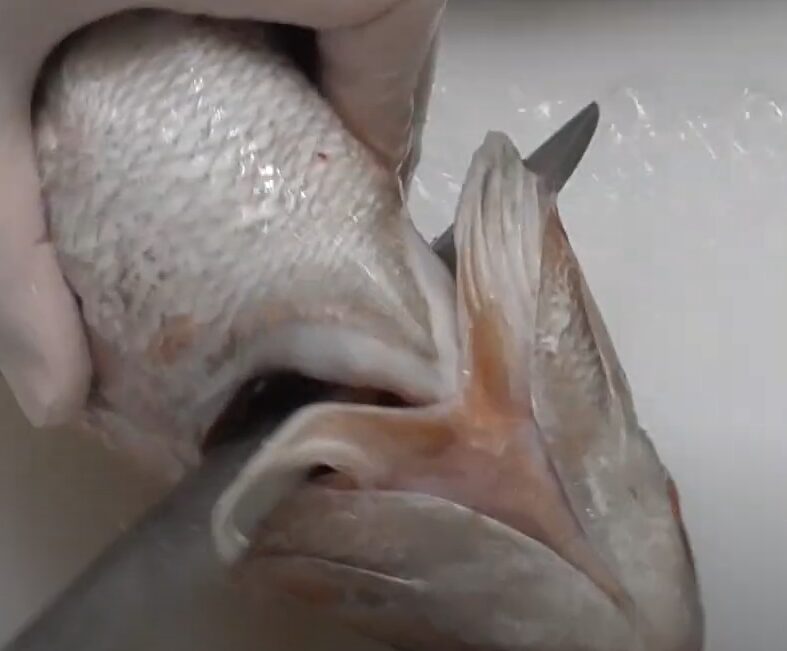 魚は鰓が最も匂う部位。エラには血液が多く流れており、これが独特の生臭い匂いを強くします。釣太郎