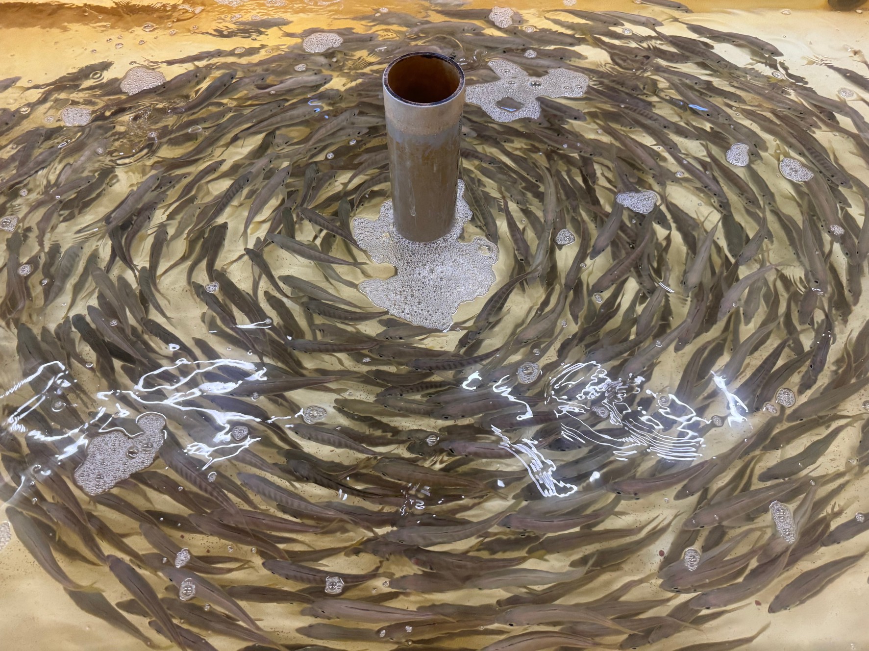 寒いのですが白浜町近辺ではアオリイカあたりが多く、活アジ売れています。釣太郎