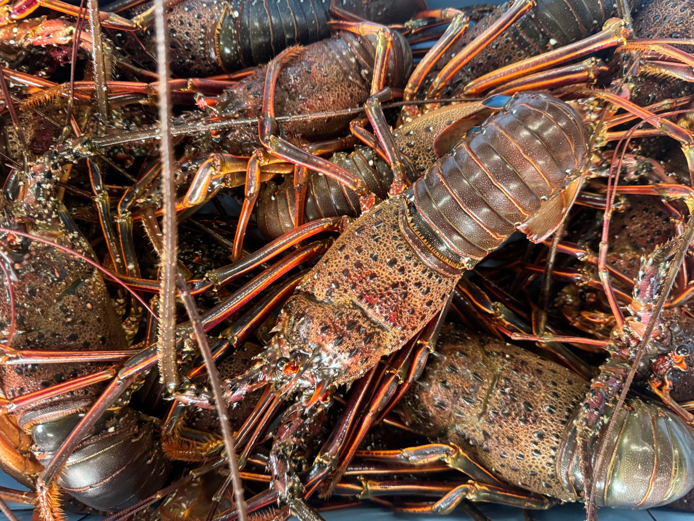 伊勢海老は養殖できる?釣太郎