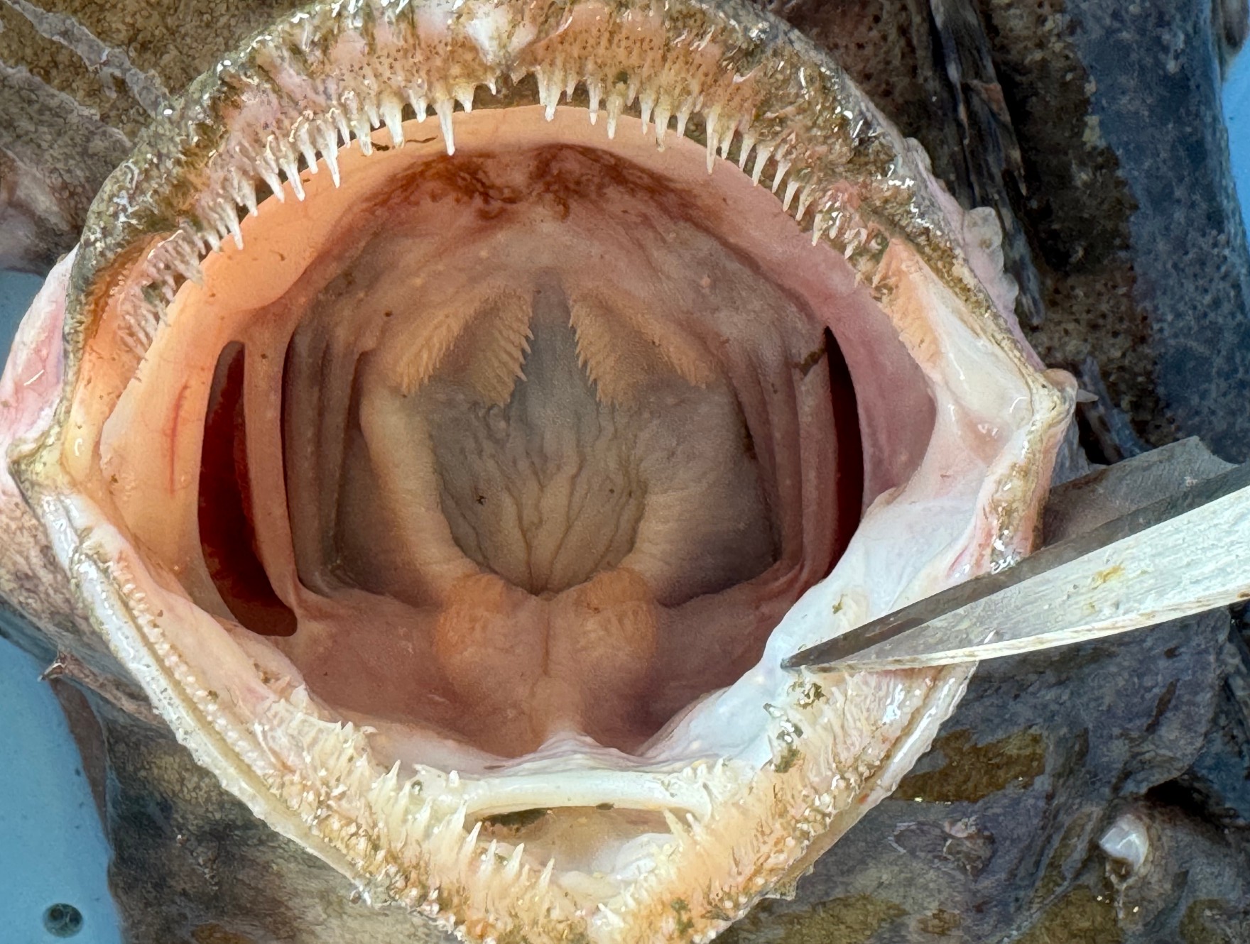この口内構造は、まさに典型的なフィッシュイーター(肉食魚)の特徴をよく表しています。この魚はアンコウ。釣太郎