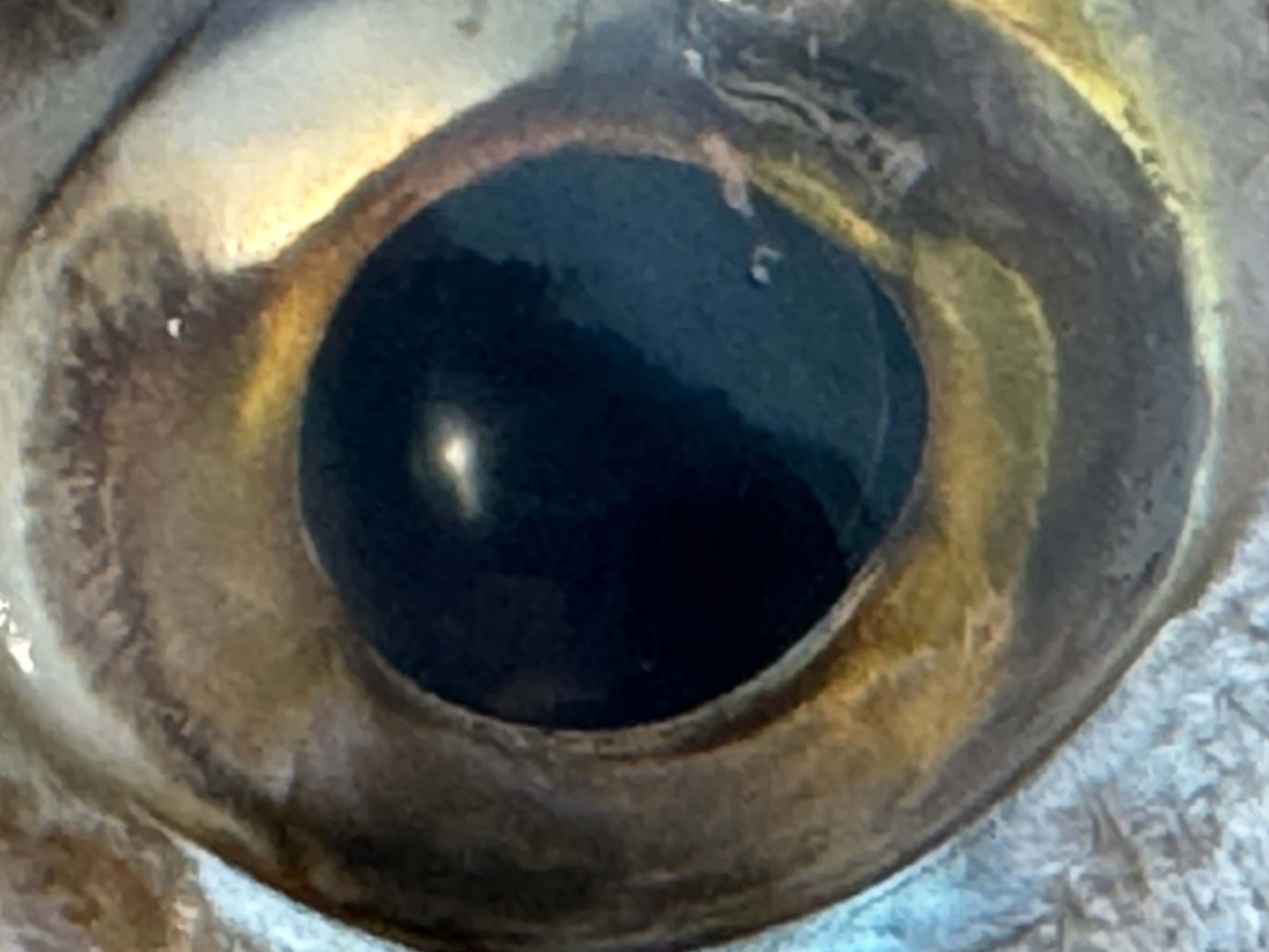 魚の目玉を好んで食べる理由とその栄養価について解説します。釣太郎