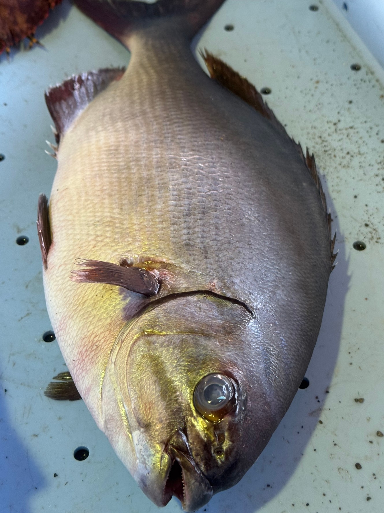 グレ釣りでも外道魚扱いされるイズスミ。冬季の大型は脂がのり、匂いもなく高額で取引されます。外道魚ではありません。釣太郎