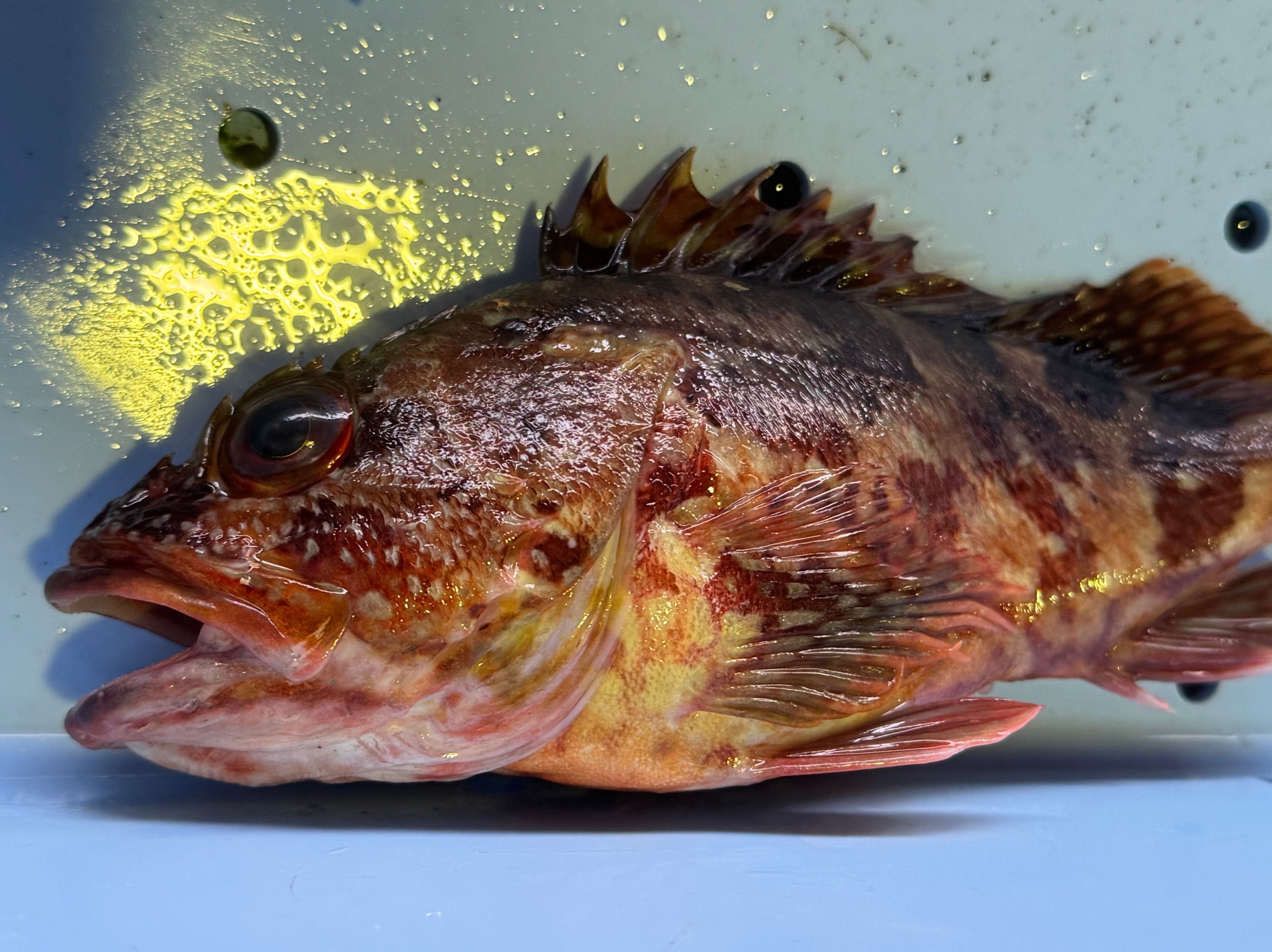 ガシラ(カサゴ)の特徴紹介。【波止釣り入門】釣太郎