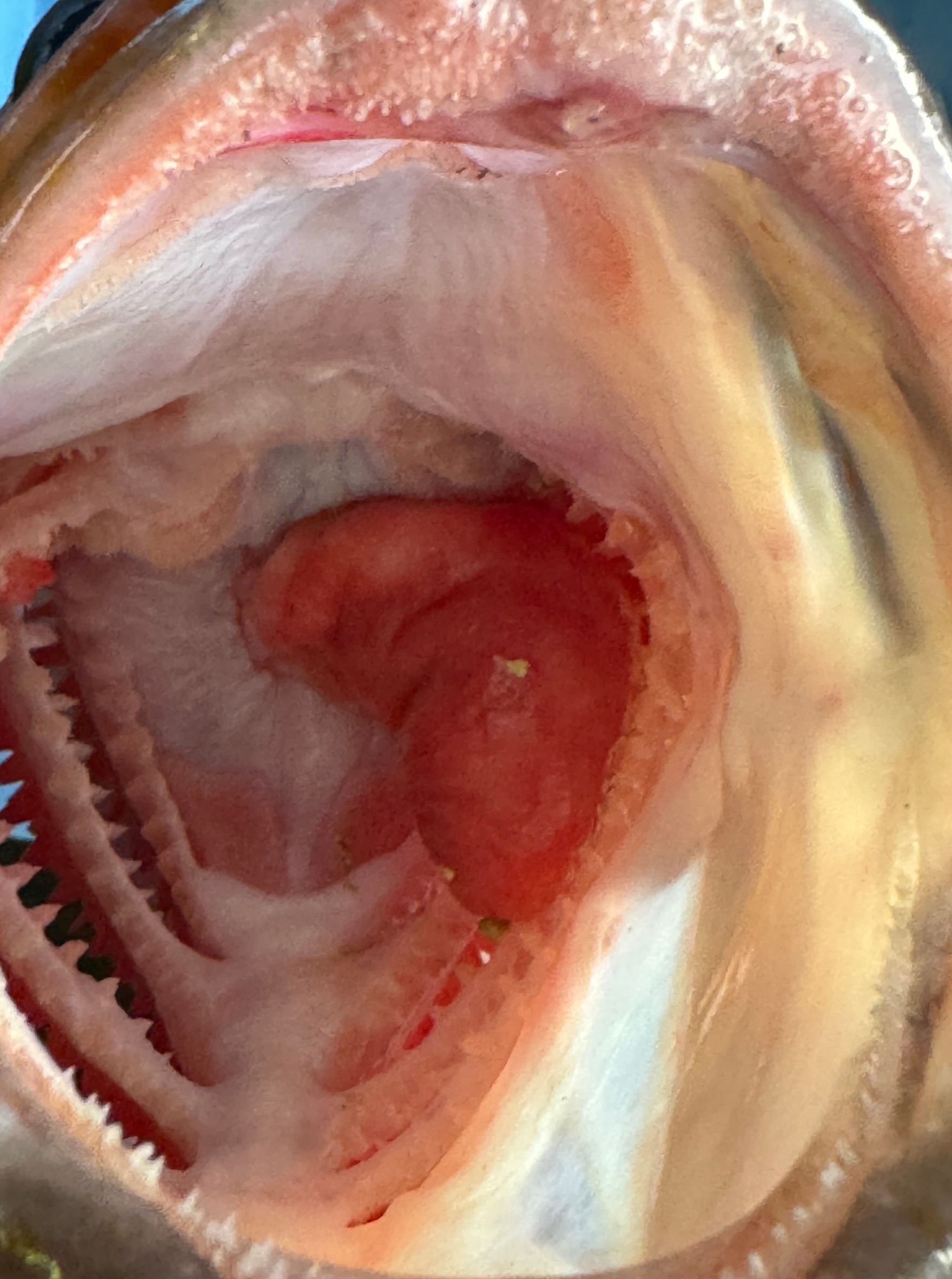 肉食魚の口内構造の秘密と釣りのポイント説明。釣太郎