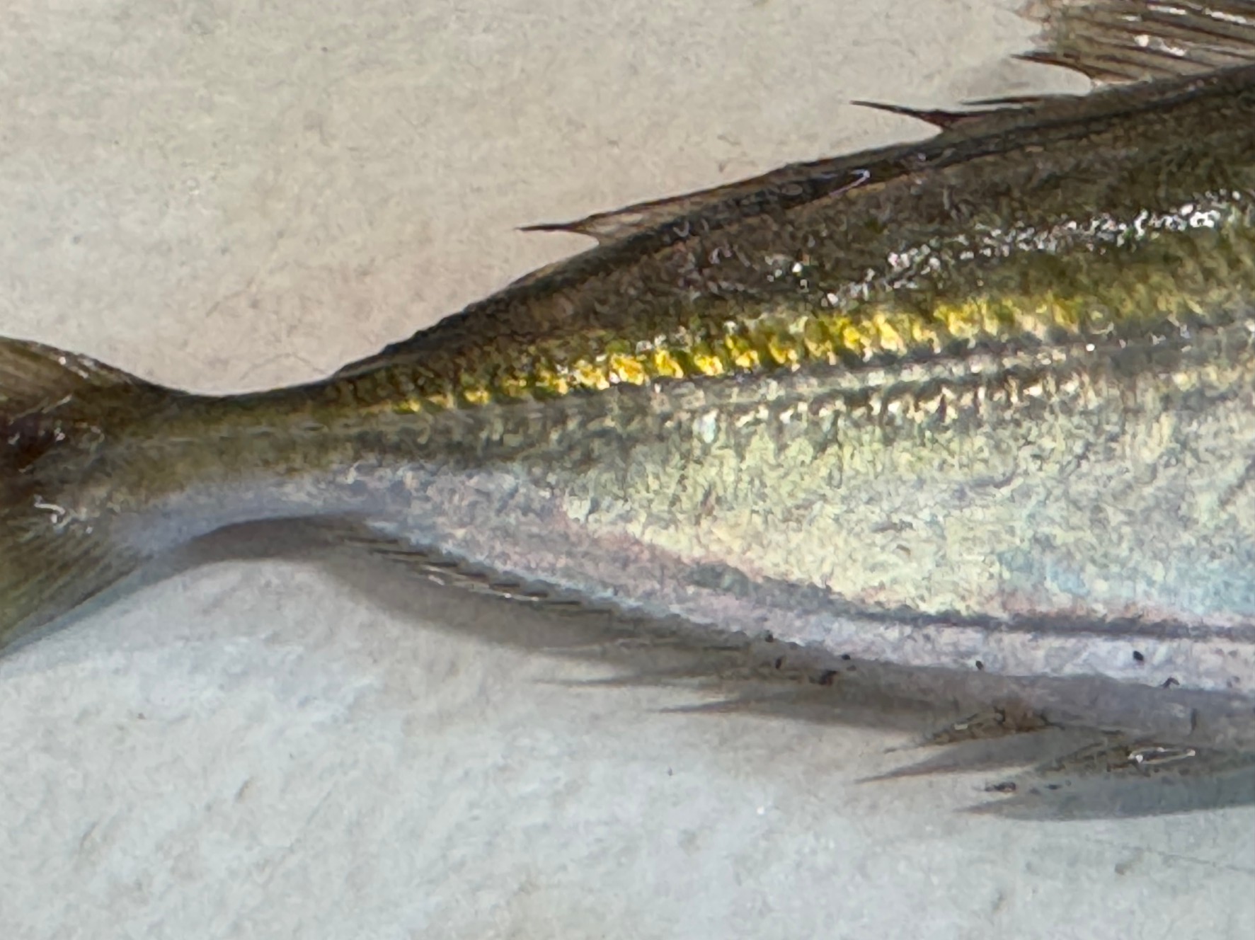 アジのゼイゴは捕食者からの防御対策として硬くなったと言われるが、肉食魚は例外なく頭からしか捕食しない。釣太郎