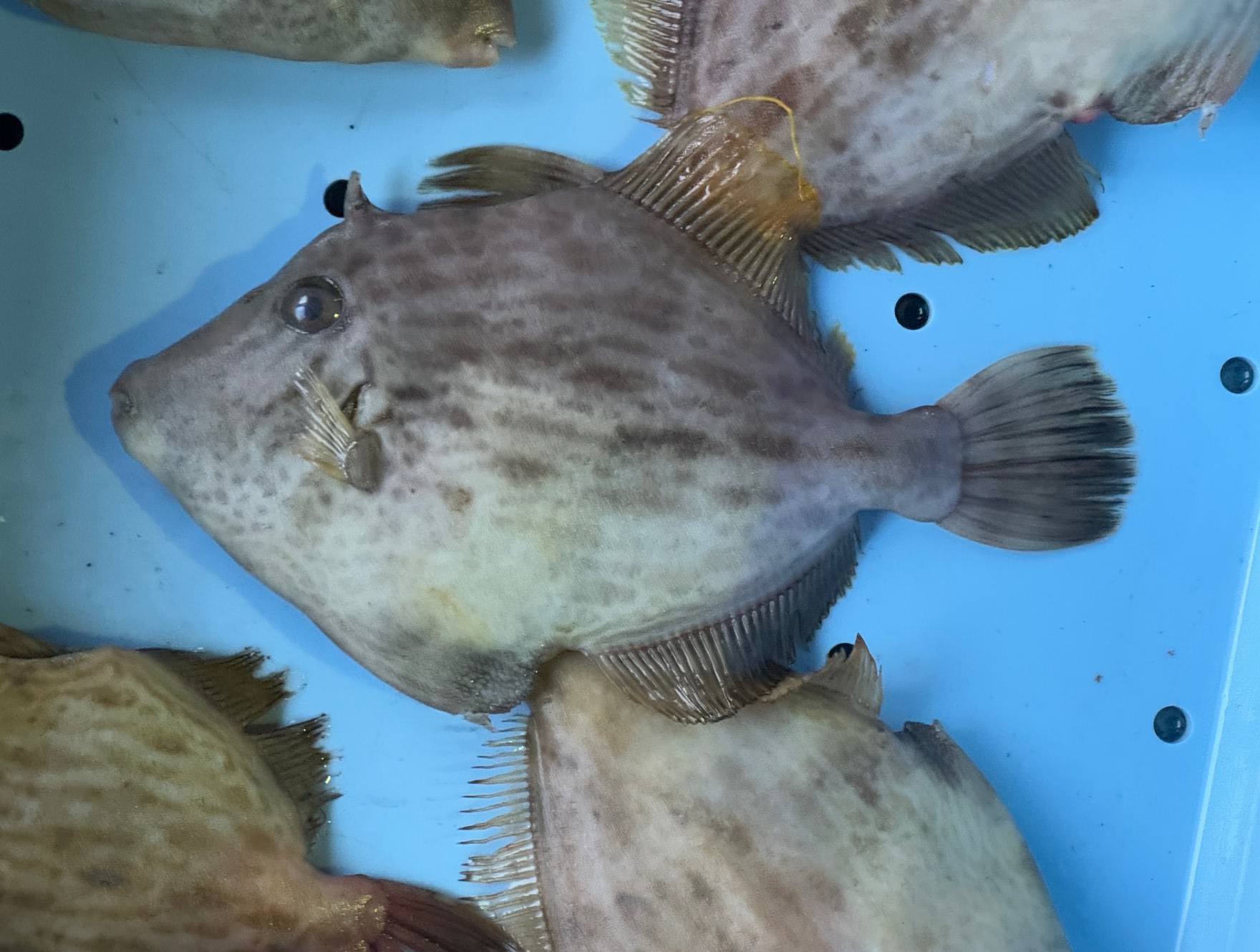 カワハギ（皮剥）は、釣り人にとって非常に人気のある魚で、その特徴をご説明します。釣太郎