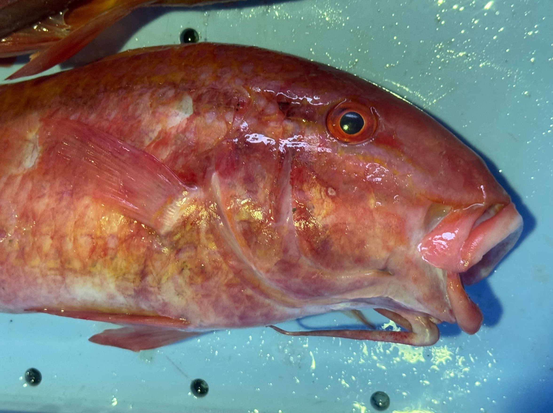 メンドリ(オジサン)は釣っても持って帰る人、持って帰らない人に分かれる。実にもったいない。釣太郎