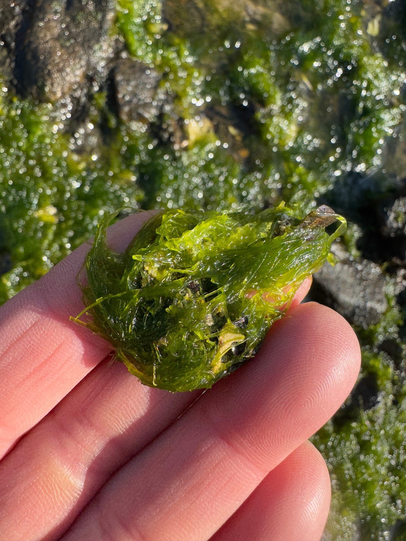 寒グレ釣りエサのアオサも一手。アオサ釣りの条件説明。釣太郎