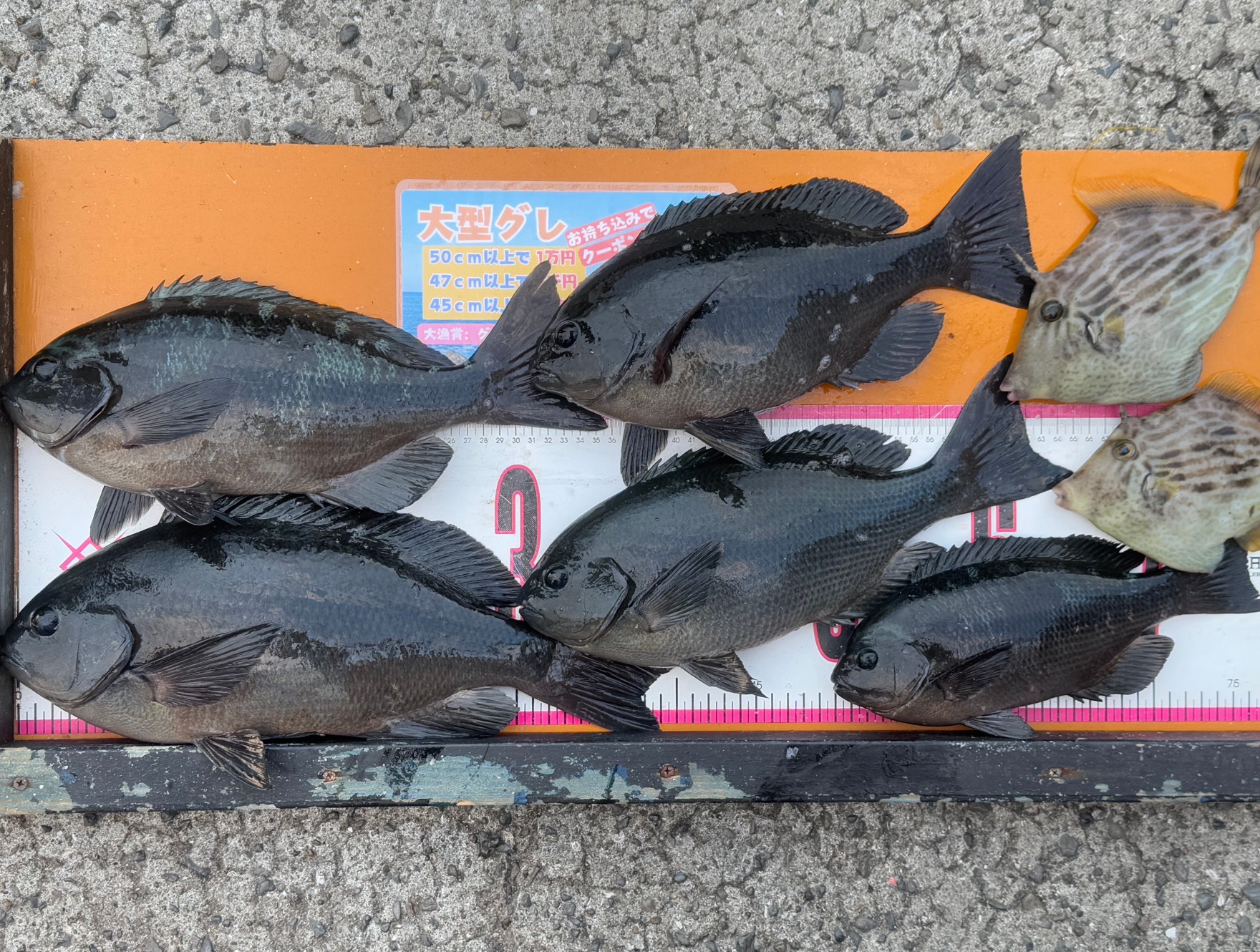 グレ４１センチを竿頭に５枚の釣果。みなべ沖磯にて。１月１４日火曜日釣果。釣太郎