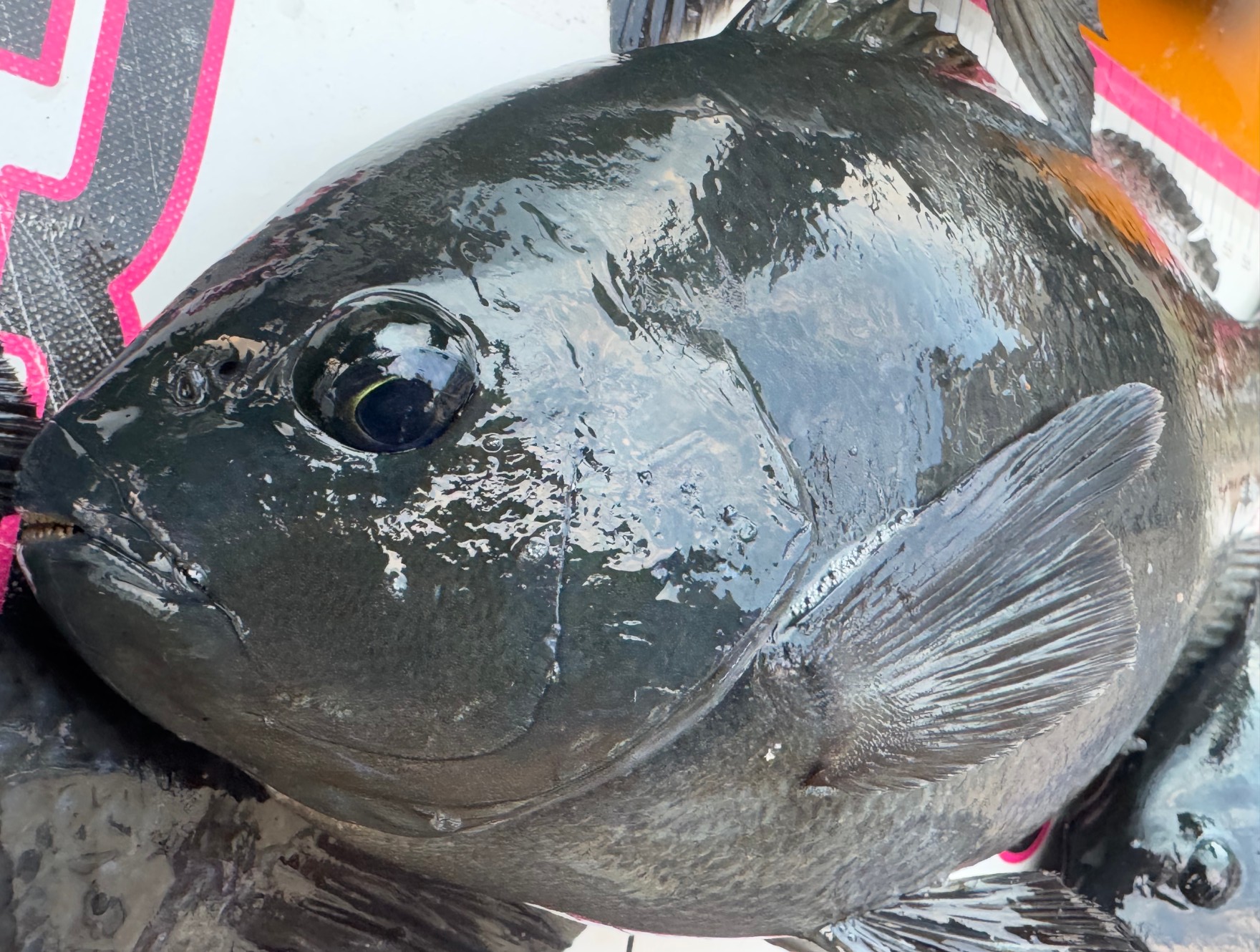 メタボは寒グレの証。脂が乗り美味。性転換するためオスが多く、膨れた腹部には白子が詰まっている。釣太郎