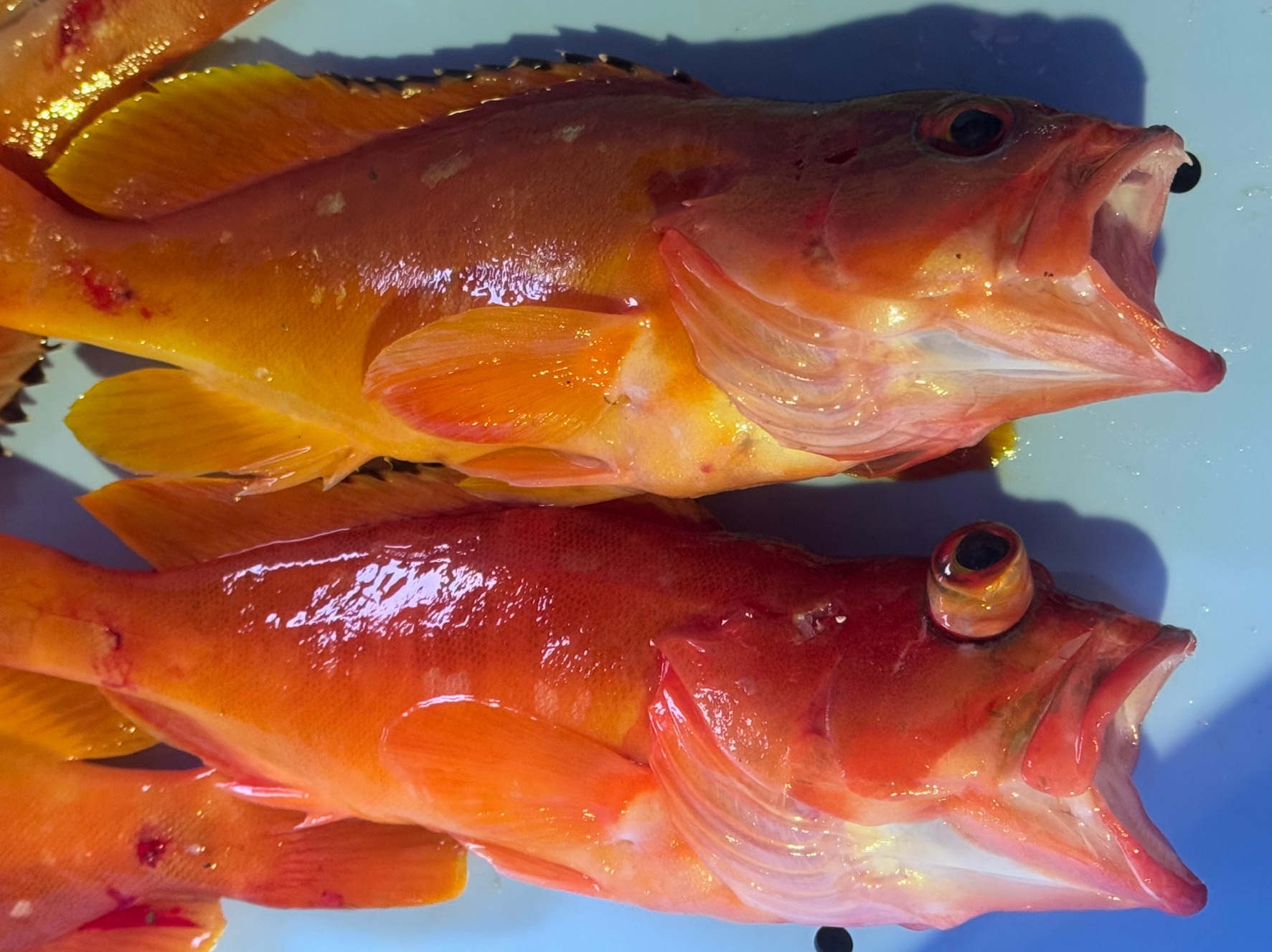 アカハタの目が大きく突出していますが、これは水圧の急激な変化によるものです。釣太郎