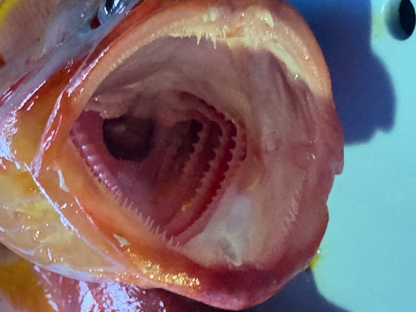 アカハタの口内。フィッシュイーター特有の口内構造。他の魚とどこが違うか、釣り人にご説明。釣太郎