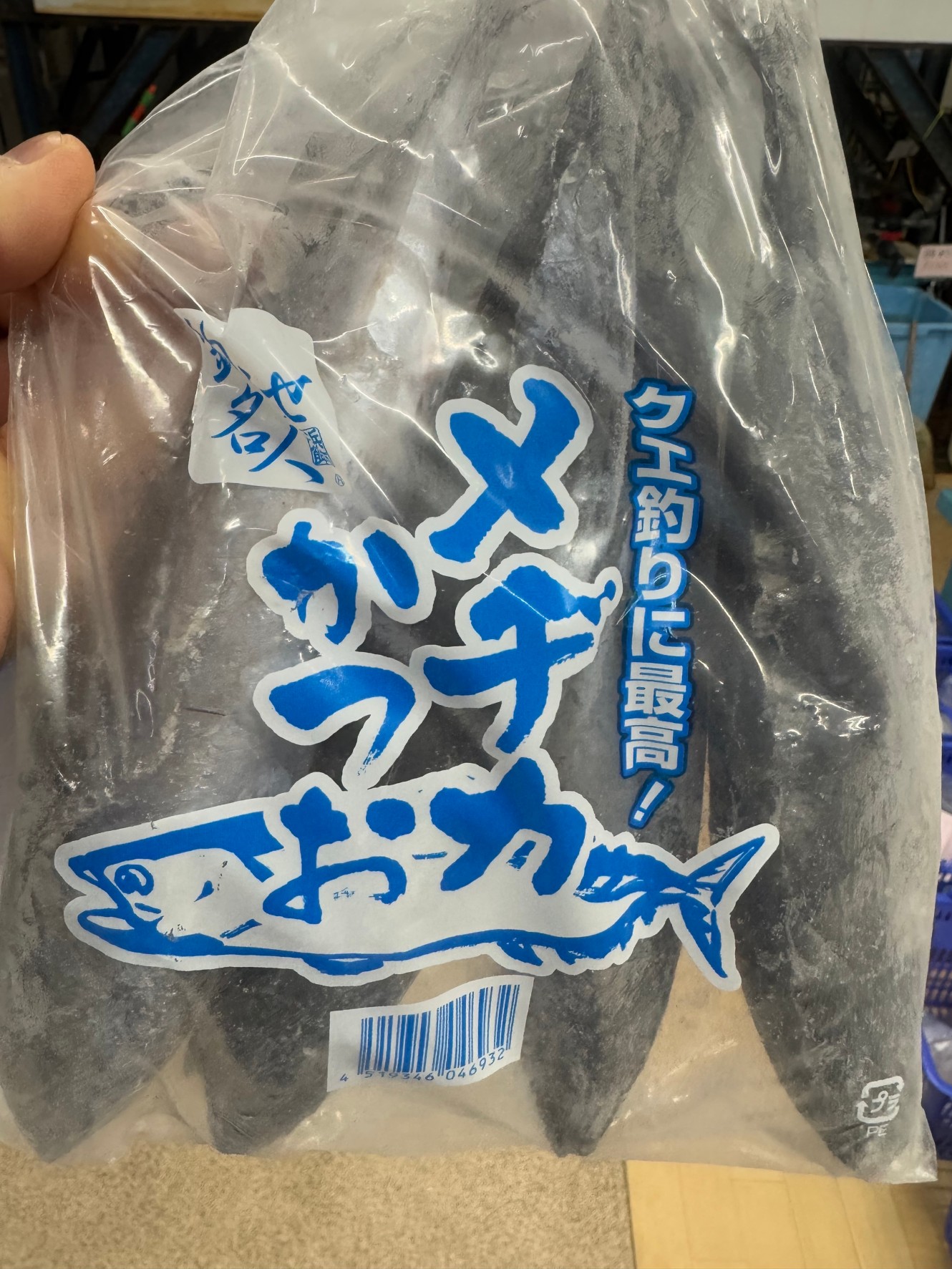 クエ釣りエサのメジカ。マルソウダ（ソウダガツオ）の別名で血合いが多く、匂いで引き付ける。釣太郎