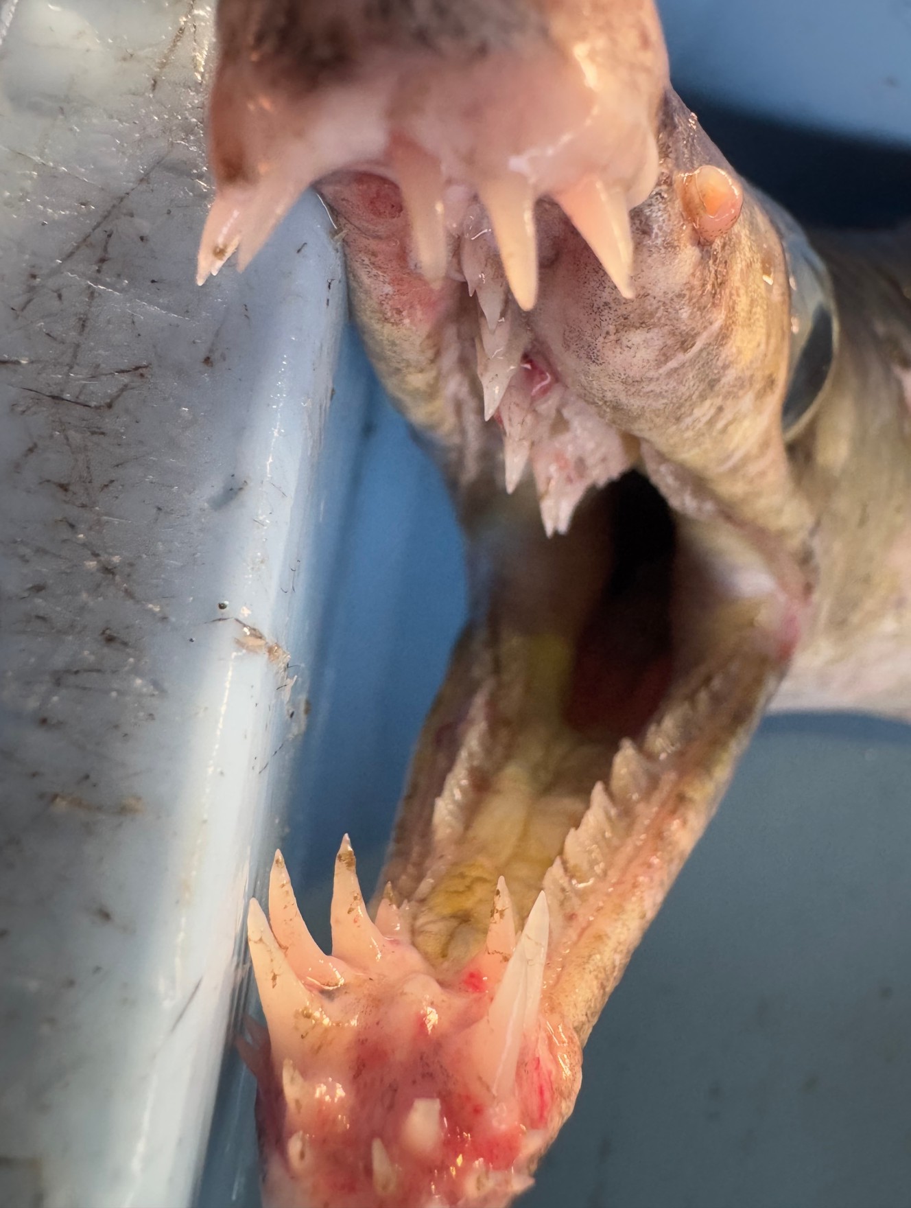 凶器のようなハモの歯。すぐ噛むことで有名だが、なぜ噛む？釣太郎