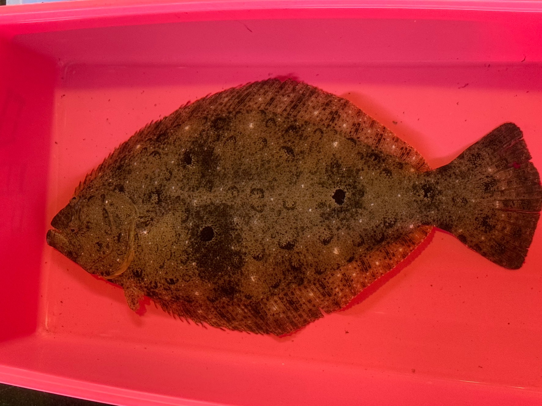 天然平目は冬季が旬。脂がのり、この時期は養殖よりもうまい。ただし産卵を終えた春は、釣っても持って帰らない人がいるほど落ち、猫マタギともいわれます。これが天然魚の特徴。釣太郎