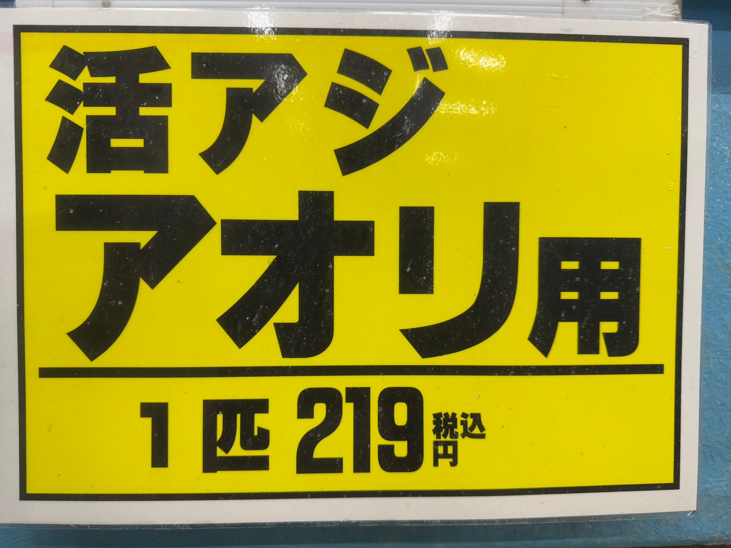 アオリイカ釣用活アジあります。釣太郎