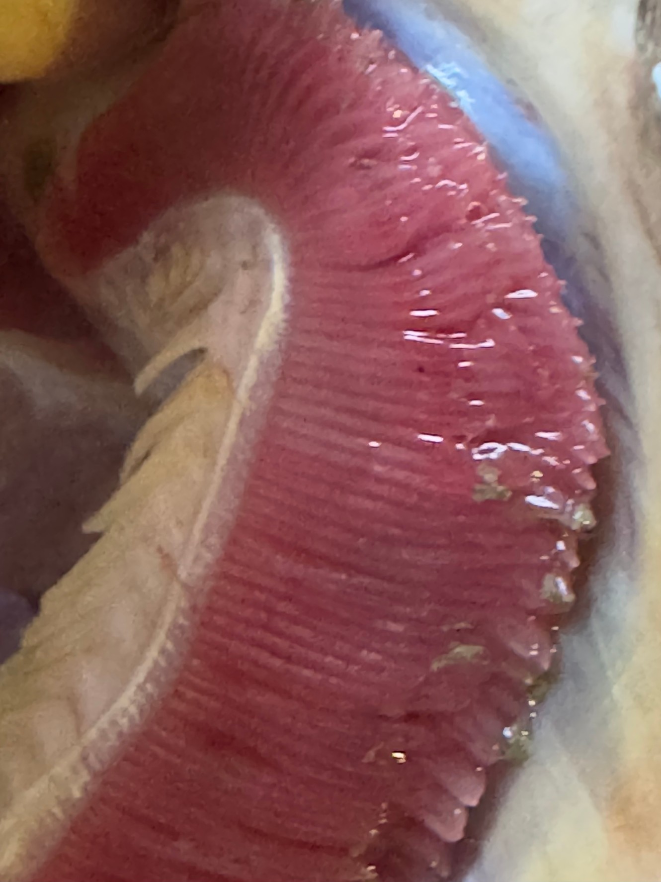 魚は鰓が匂う？それとも内蔵？　ChatGPT対GeminiのAI対決。釣太郎