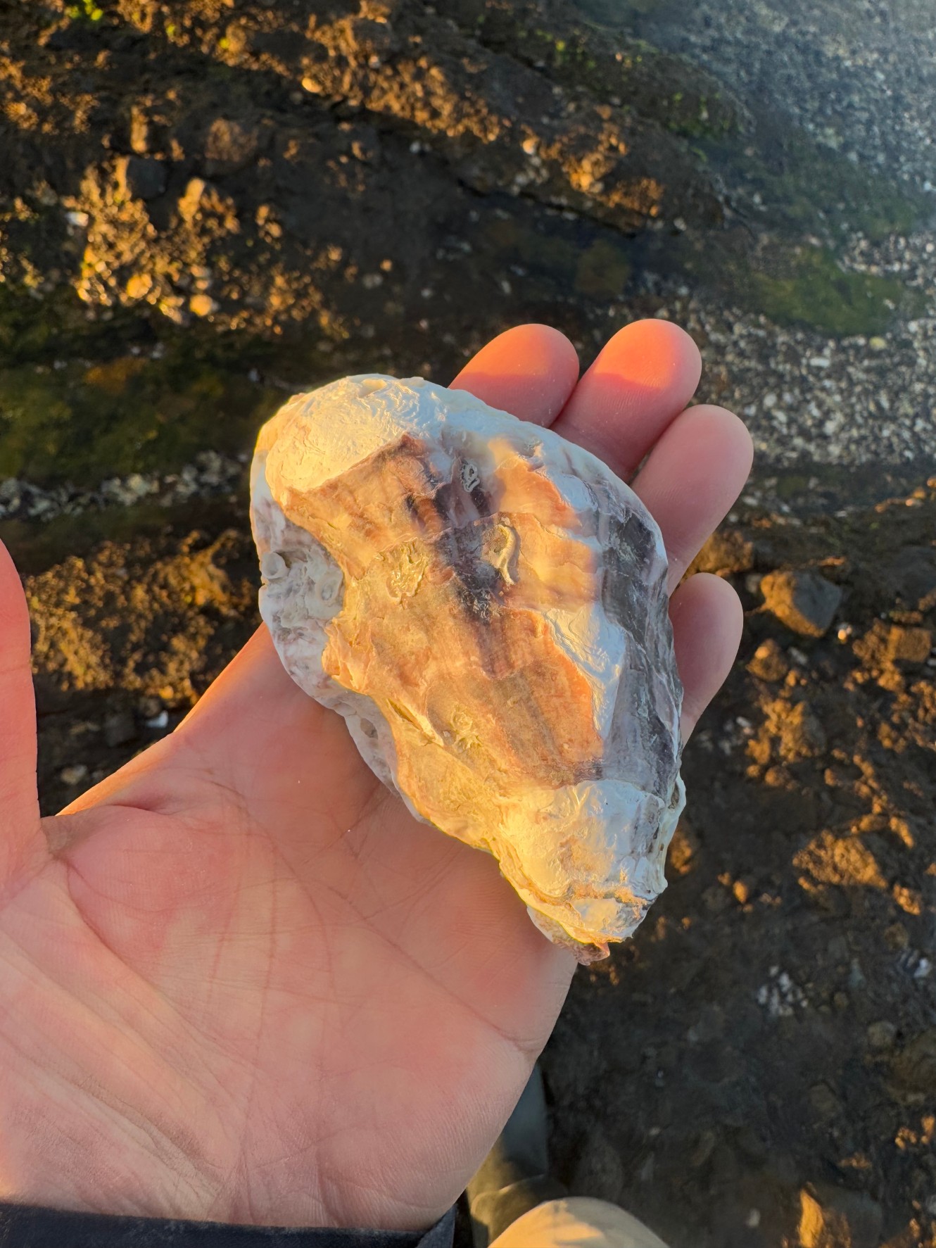 牡蠣殻が砕かれ、分解され土壌や海水中で炭酸カルシウムが溶解：100〜1,000年以上。釣太郎