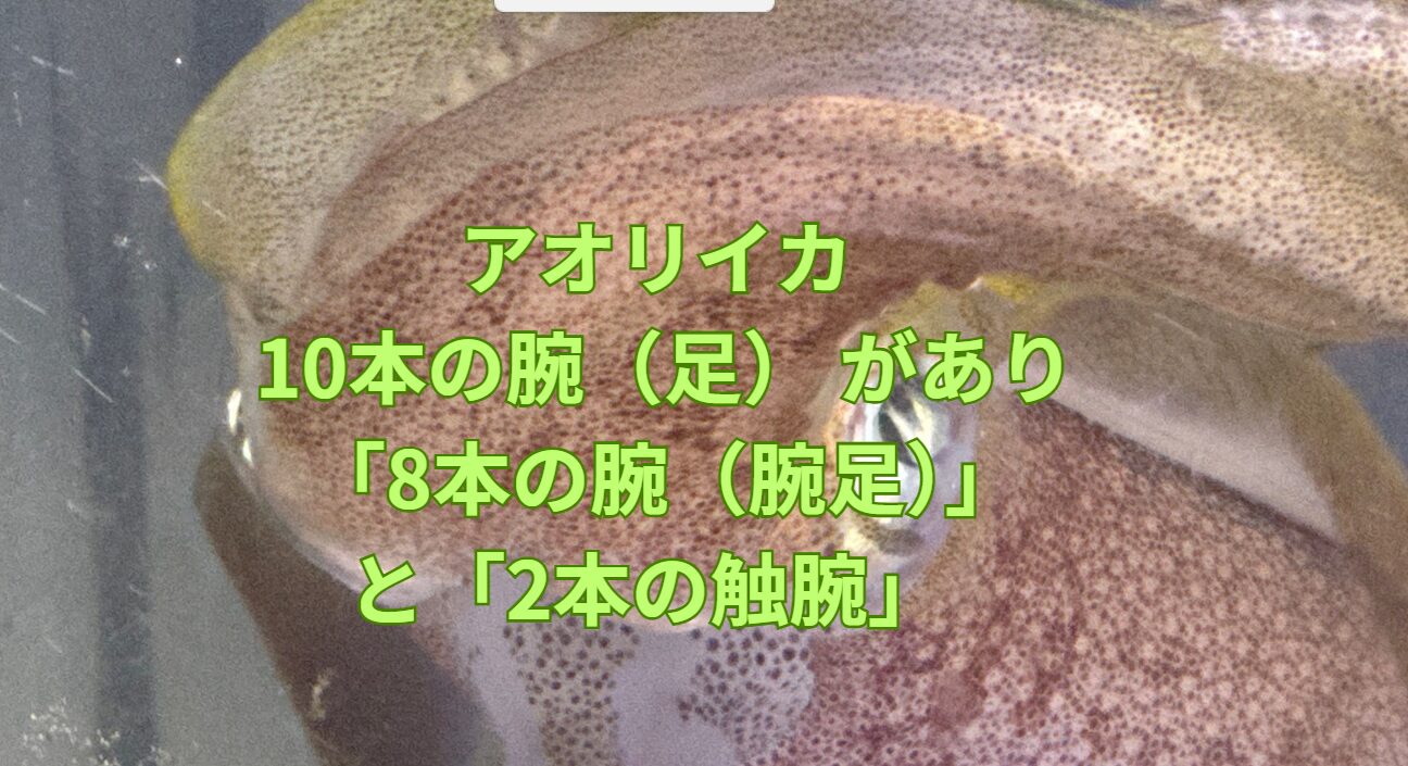 アオリイカには 10本の腕(足) がありますが、これは 「8本の腕(腕足)」+「2本の触腕」 という構成になっています。釣太郎