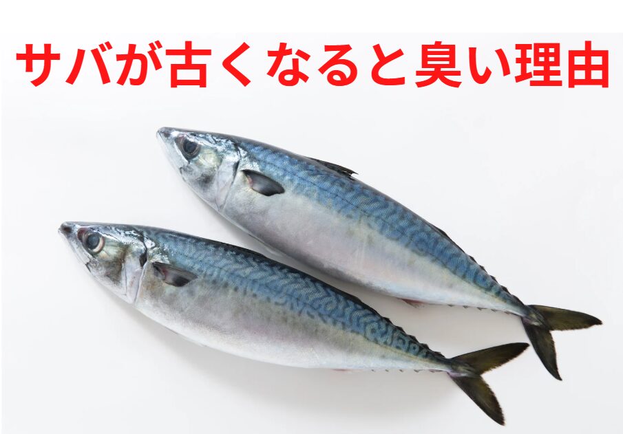 サバは脂肪が多く、酸化しやすい。これがにおう原因。釣太郎
