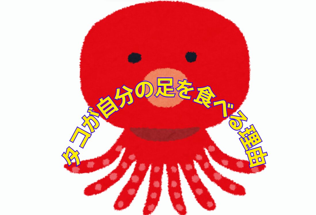 タコが自分の足を食べるのは、飢餓状態時と、 ストレスや神経異常時。釣太郎