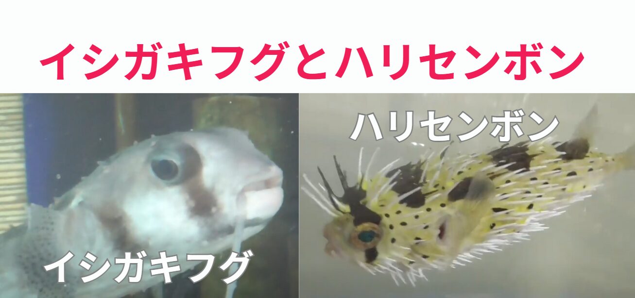イシガキフグトハリセンボンの見分け方説明。釣太郎