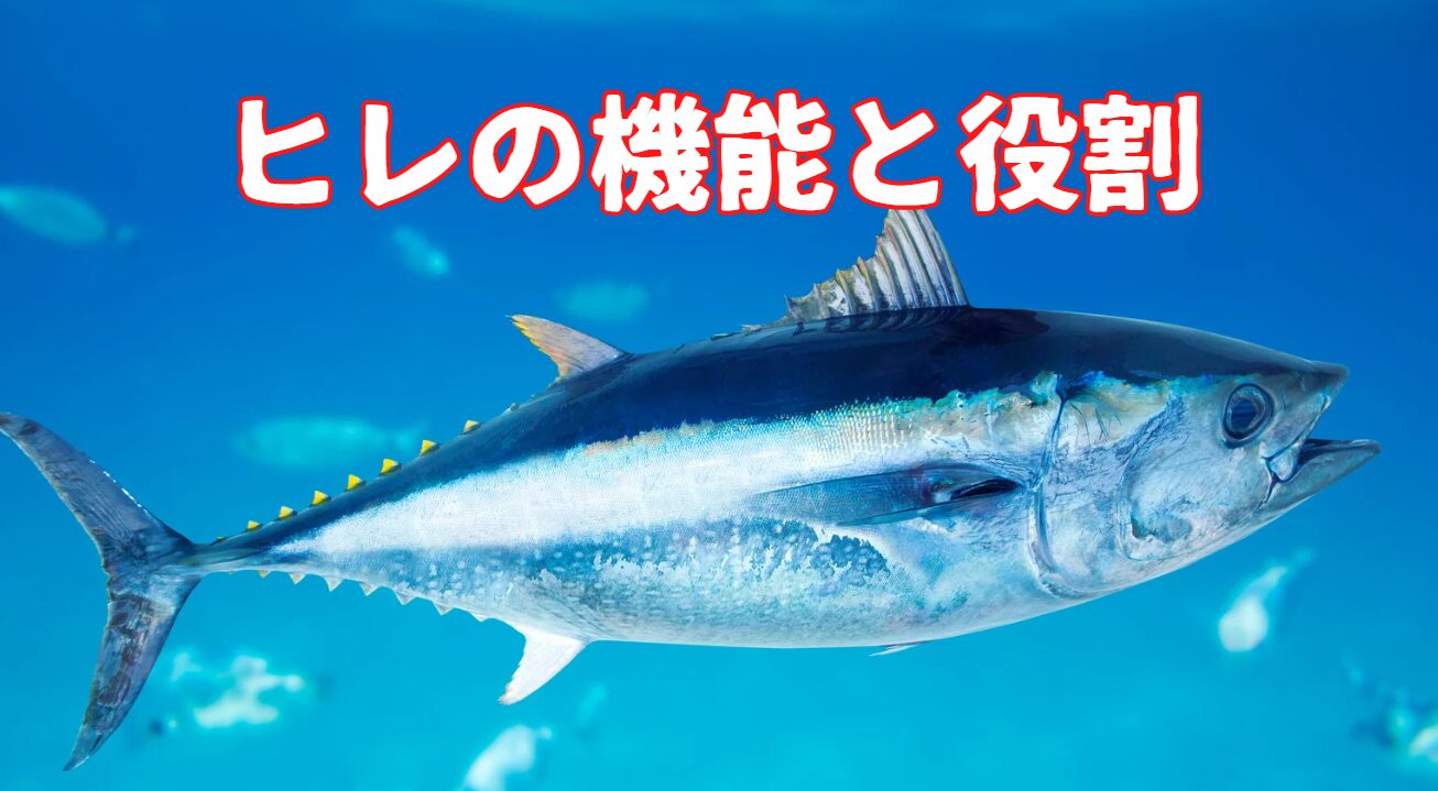 魚のヒレの機能と役割説明。釣太郎