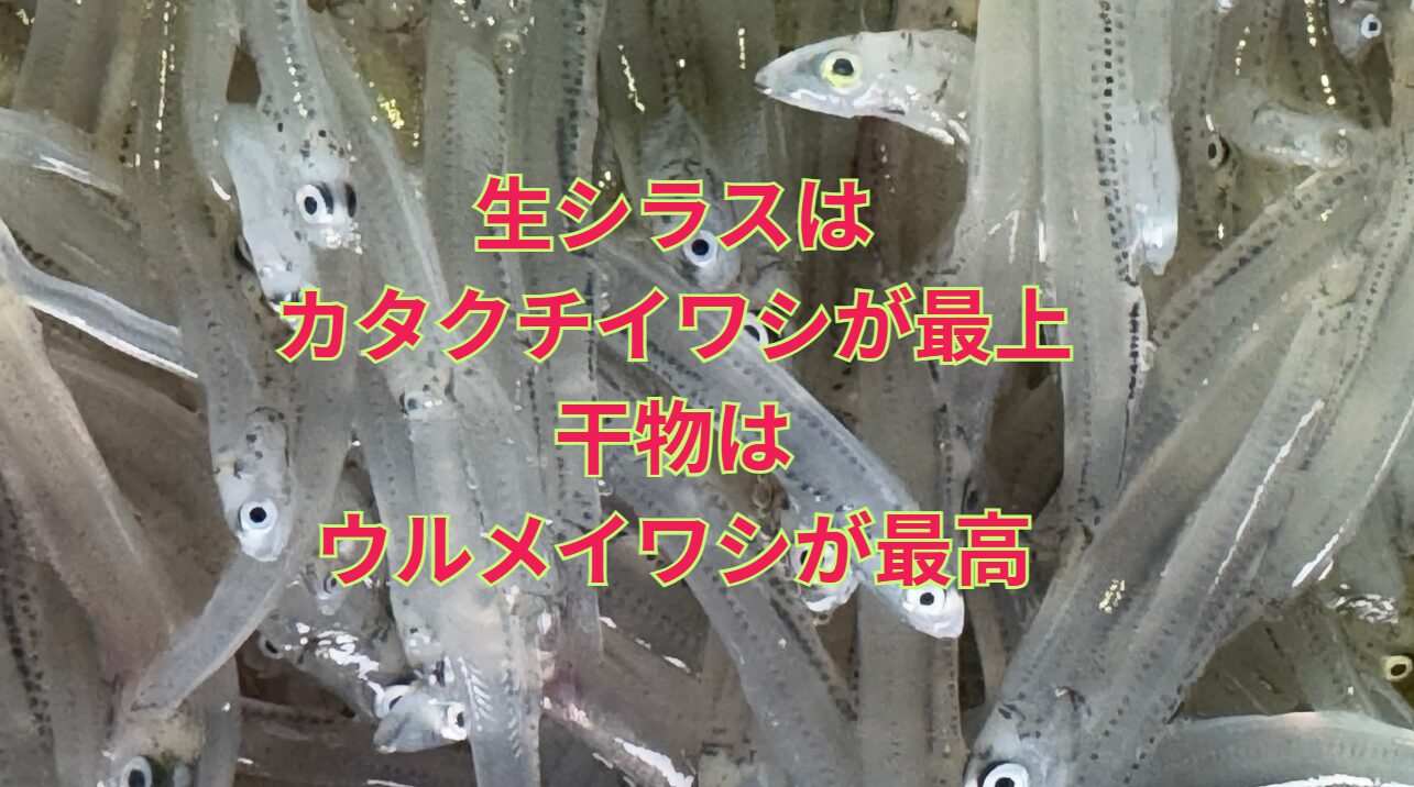 生シラスはカタクチイワシが最高。イワシ干物(目刺し)はウルメイワシが最上。釣太郎
