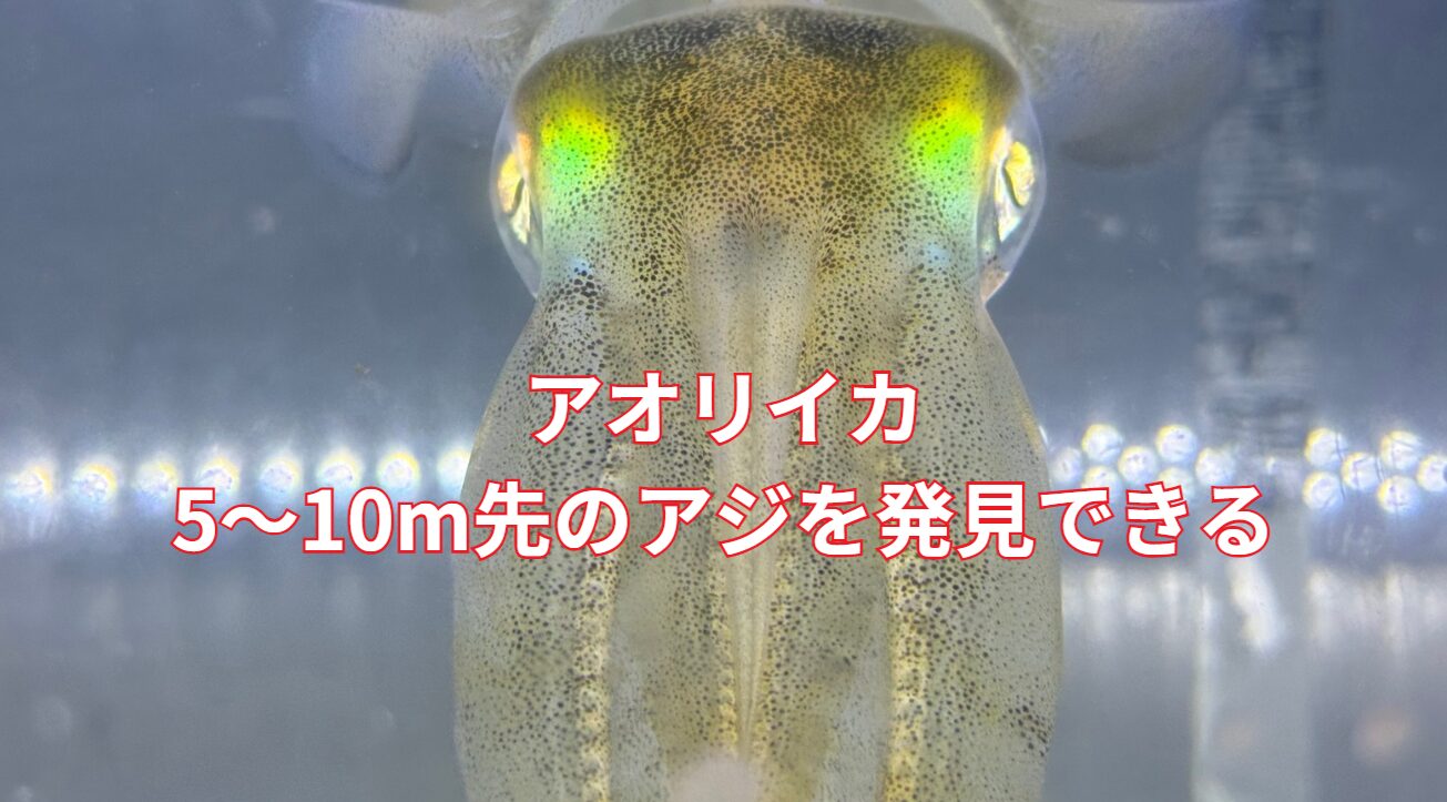 アオリイカは5～10m先のアジを発見できる！釣太郎